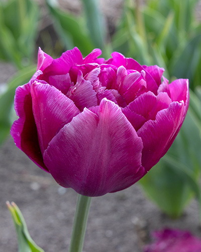 Tulipán plnokvetý skorý Showcase 11/12, 100 kusov  